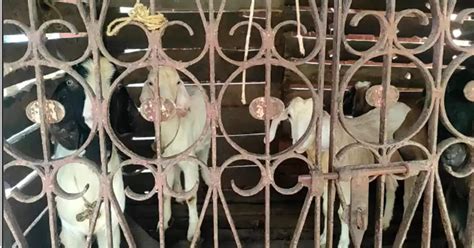 Unknown Disease In Goats,വിറയൽ, കൈകാൽ തളർച്ച, ആടുകൾക്ക് അജ്ഞാത രോഗം ...