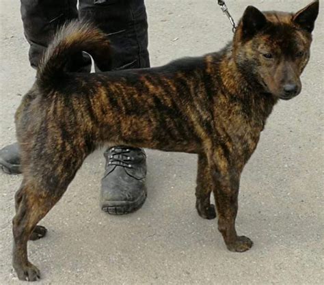 Kai Ken - Animal Corner