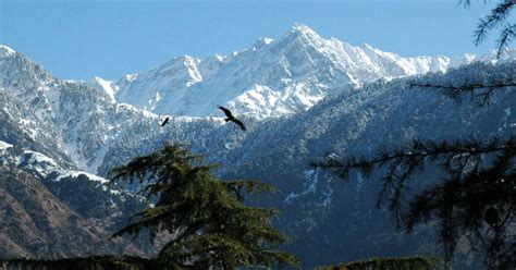 Snowfall In Kufri Complete Guide And Things To Do