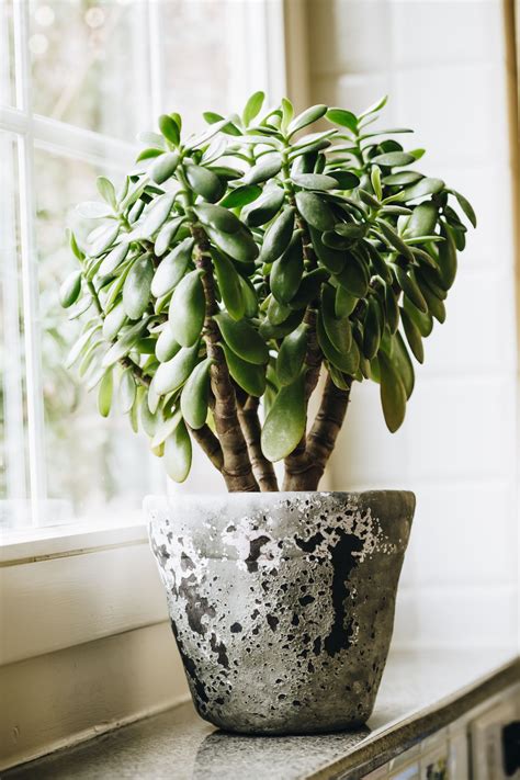 10 dainty houseplants for minimalist Indian homes | Architectural ...