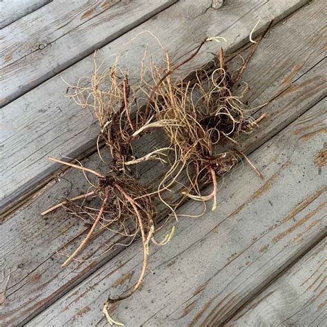 Yarrow Roots - Red Shades - 8 Roots - Red Flower Bulbs, Root Attracts Bees, Attracts Butterflies ...