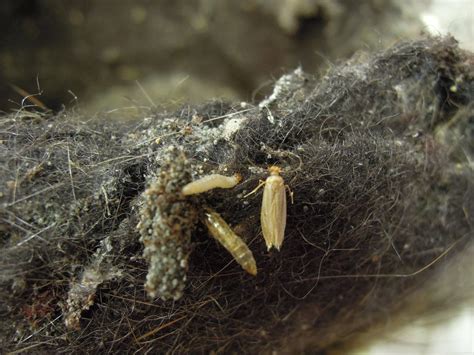 Clothes Moth Larvae On Ceiling | Shelly Lighting
