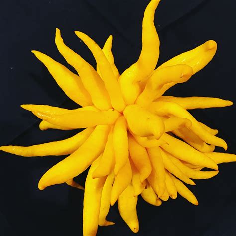 Cranberry and Buddha's Hand Citron Relish | Cooking with Julie