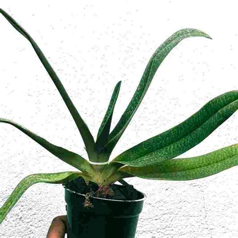 Path. niveum '2744 Selection' X Paph. stonei In - Charm - BM - TPS ...