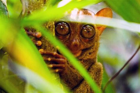 From Cebu: Bohol Countryside Private Tour & Loboc River Cruise 2024 ...