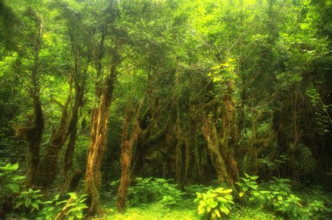 Image result for Forest O2 Vector