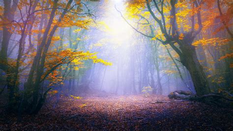 Enchanted Wallpapers - Top Free Enchanted Backgrounds - WallpaperAccess