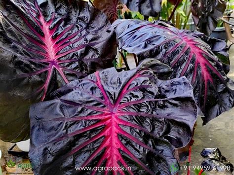 Colocasia Black Lava Plant For Sale In India | Online plant nursery