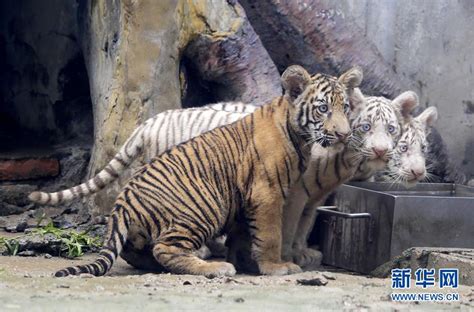 山东济南：三胞胎虎宝宝与游客见面
