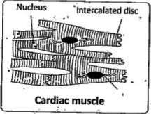 Cardiac Muscle Structure 的图像结果