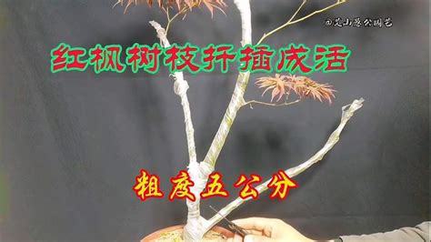 园艺师教你：把五公分粗的红枫树枝扦插成活技术！成活率几乎100%,家居,园艺,好看视频