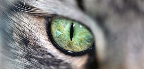 Cat Language: What Cat Eyes Have To Tell | Pet Reader