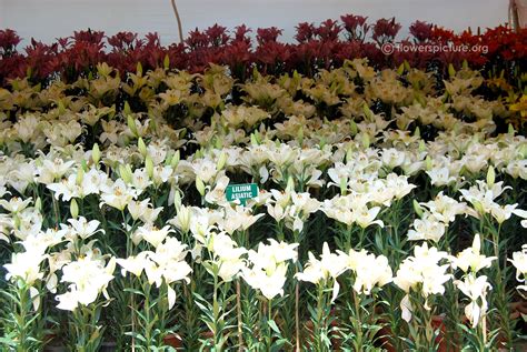 Lily or Alstroemeria flower varieties