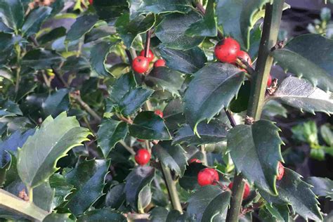 Pruning Holly Bushes Video at Joel Bowman blog