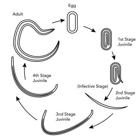 Understanding nematodes could unlock the potential of your farm. | Dudutech