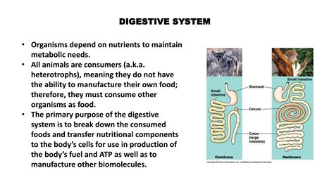 Image result for Digestive System Lecture