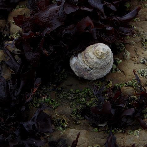 AGATE BEACH (2026) All You Need to Know BEFORE You Go (with Photos ...