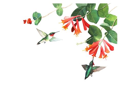 The Best Plants for Attracting Hummingbirds to your Florida Garden ...