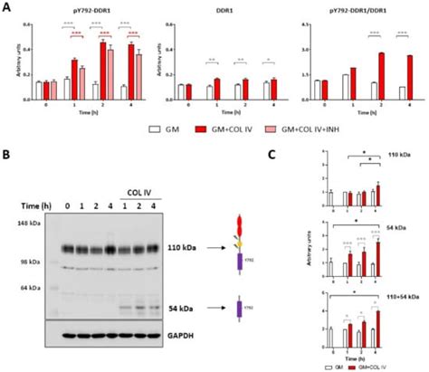 DDR1 and Its Ligand, Collagen IV, Are Involved in In Vitro ...