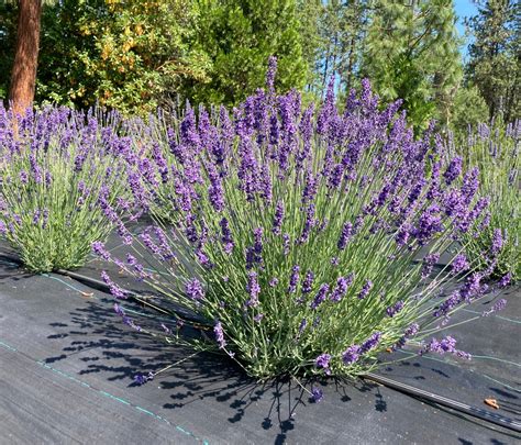 Lavender ‘Purple Bouquet’ | English Lavender for Dried Bouquets ...