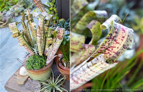 Max and Justin's wonderland in Oakland