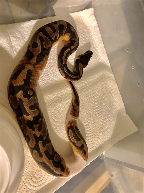 Image result for Gelbe Python