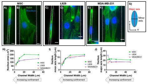 Nuclear Deformation in Response to Mechanical Confinement is Cell Type ...