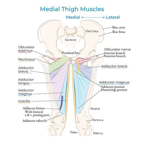 Gross Anatomy: Anterior & Medial Thigh - Muscles & Neurovasculature ...