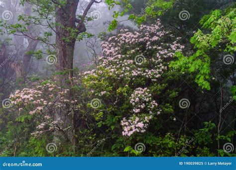 Mountain Laurel Shrub in the Fog Stock Image - Image of appalachian ...