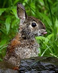 Image result for Baby Cottontail Rabbits Nest