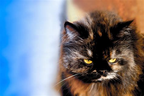 persian cat tricolor | Persian cat, Cats, Tri color
