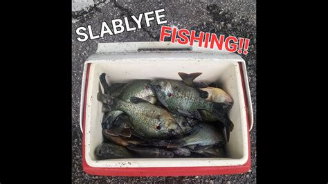 Image result for Shellcracker Fishing 2014