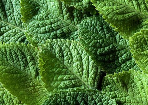 Colgate Active Salt Toothpaste - Toothpastes | Colgate® IN