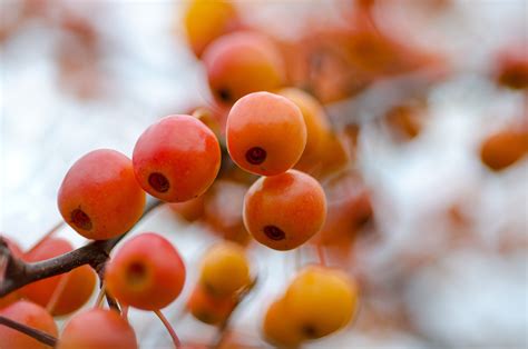 Image result for Bush Apple Tree