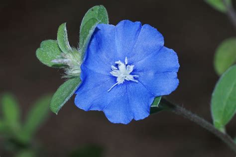 FlowerSong - Flower Detail