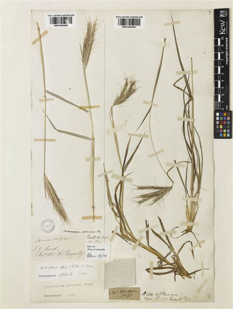 Hedysarum elymaiticum Boiss. & Hausskn. | Plants of the World Online ...