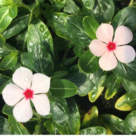 Jenkins - Lueken Orchards (@jlorchards) • Instagram photos and videos