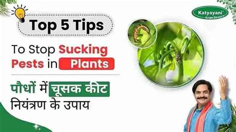 3 Steps to Control Sucking Pests | sucking pest insecticide| COD