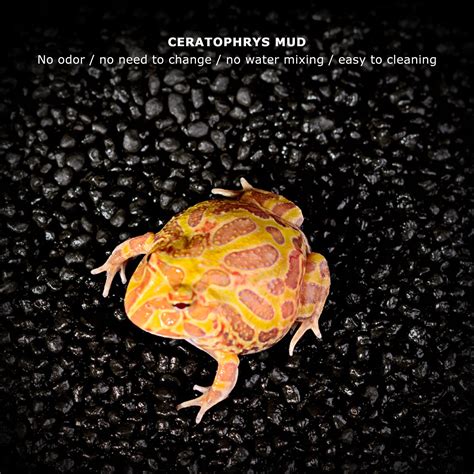 Buy Amphibious Pet Breed Bottom Activated Charcoal, Amphibious Pet ...