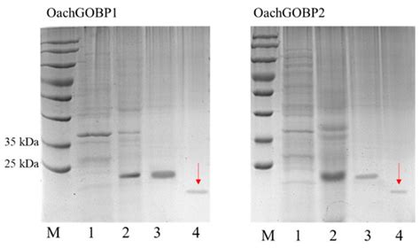 Identification and Functional Characterization of General Odorant ...