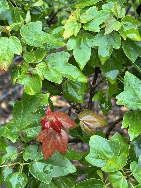 Acer buergerianum 'Miyasama' - Miyasama trident maple | The Dawes Arboretum