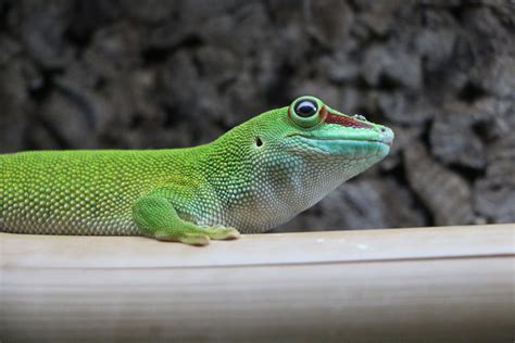 Giant Madagascar Day Gecko - ZOO - Gdański Ogród Zoologiczny
