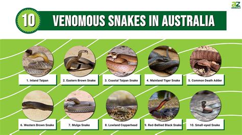 What Are The Top 10 Most Poisonous Animals In The World at Claude Martinez blog