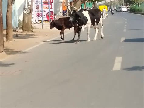 Complaints of cattle roaming the roads day and night have increased ...