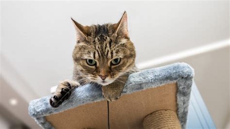 Image result for Cat Behaviour