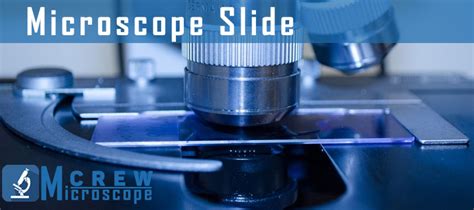 Types of Microscope Slides - Microscope Crew