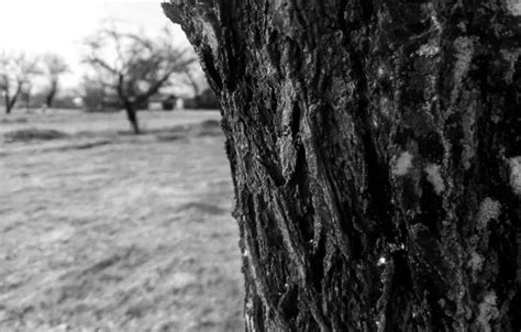 Wallpaper sadness, the sky, grass, mood, black and white, bark, longing ...
