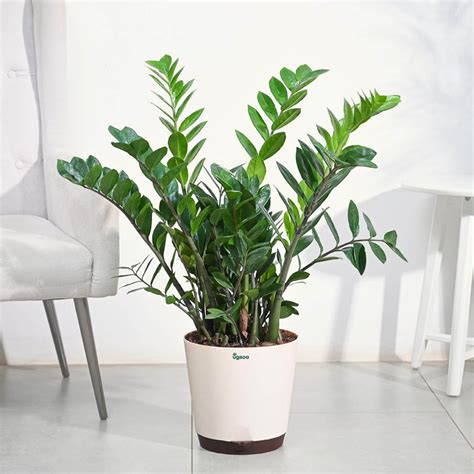 Buy Large ZZ Plant | Low Maintenance & Perfect for Beginners | Ugaoo