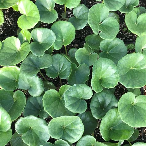 Giant Leopard Plants For Sale at Jack Drake blog