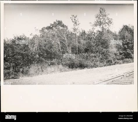 View from Railroad Right of Way, Swamp, South Weymouth, Massachusetts ...
